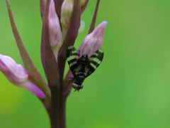 Herina frondescentiae