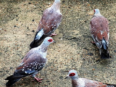 Columba guinea