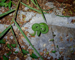Trimeresurus insularis