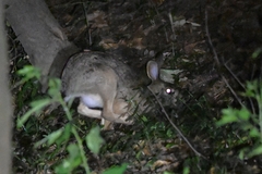 Lepus sinensis