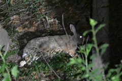 Lepus sinensis