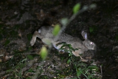 Lepus sinensis