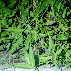 Trimeresurus insularis