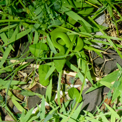 Trimeresurus insularis