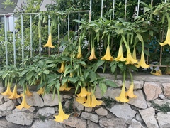 Brugmansia