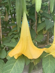 Brugmansia