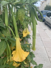 Brugmansia