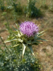 Silybum marianum