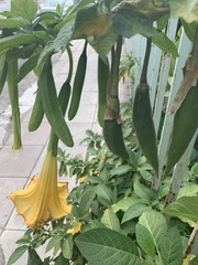 Brugmansia