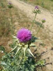 Silybum marianum