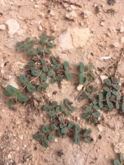 Euphorbia serrula