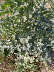 Silybum marianum