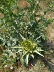 Silybum marianum