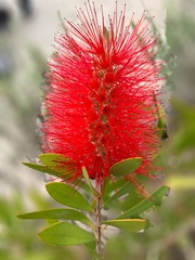 Melaleuca citrina