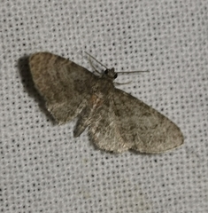 Eupithecia haworthiata