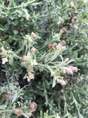 Baccharis plummerae