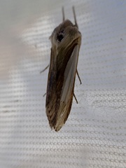 Cucullia argentina