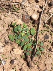 Euphorbia glyptosperma