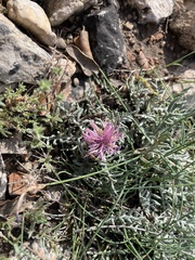 Jurinea humilis
