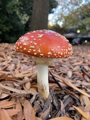 Amanita muscaria muscaria