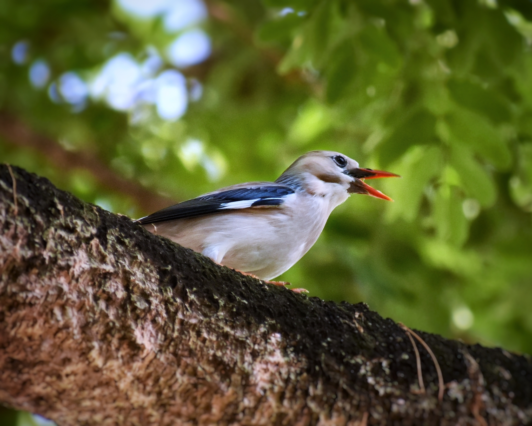 Red-billed Starling