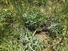 Eryngium campestre