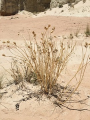 Astragalus praelongus