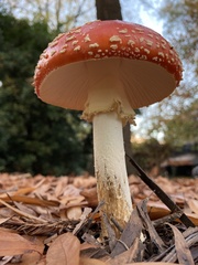 Amanita muscaria muscaria