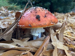 Amanita muscaria muscaria