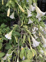 Brugmansia