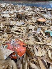Amanita muscaria muscaria