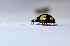 Oenopia
