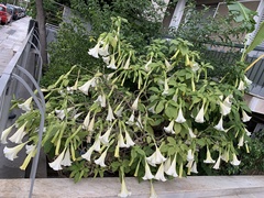 Brugmansia