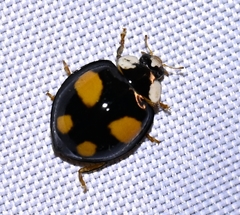 Oenopia