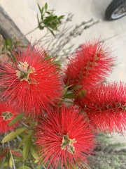 Melaleuca citrina