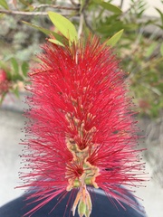 Melaleuca citrina
