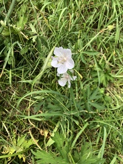 Geranium pratense
