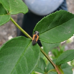 Harmonia axyridis