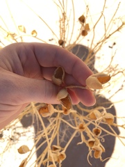 Astragalus praelongus