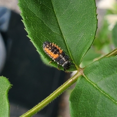 Harmonia axyridis