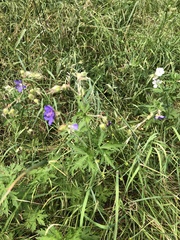 Geranium pratense