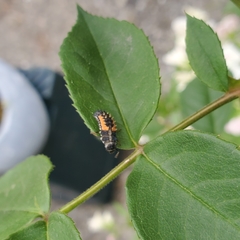Harmonia axyridis