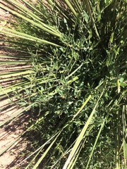 Acleisanthes longiflora