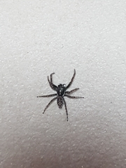 Menemerus semilimbatus