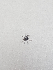 Menemerus semilimbatus
