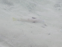 Mulloidichthys flavolineatus