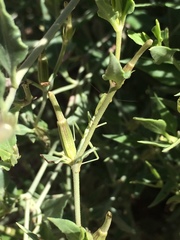Acleisanthes longiflora