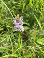Dactylorhiza fuchsii