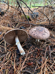 Agaricus austrovinaceus
