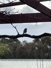 Colluricincla harmonica